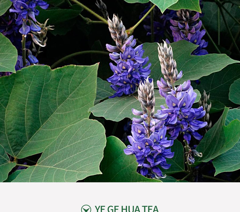 葛花 特级野生葛根花 葛花茶葛藤粉天然葛藤花养生花茶罐装 手选葛花