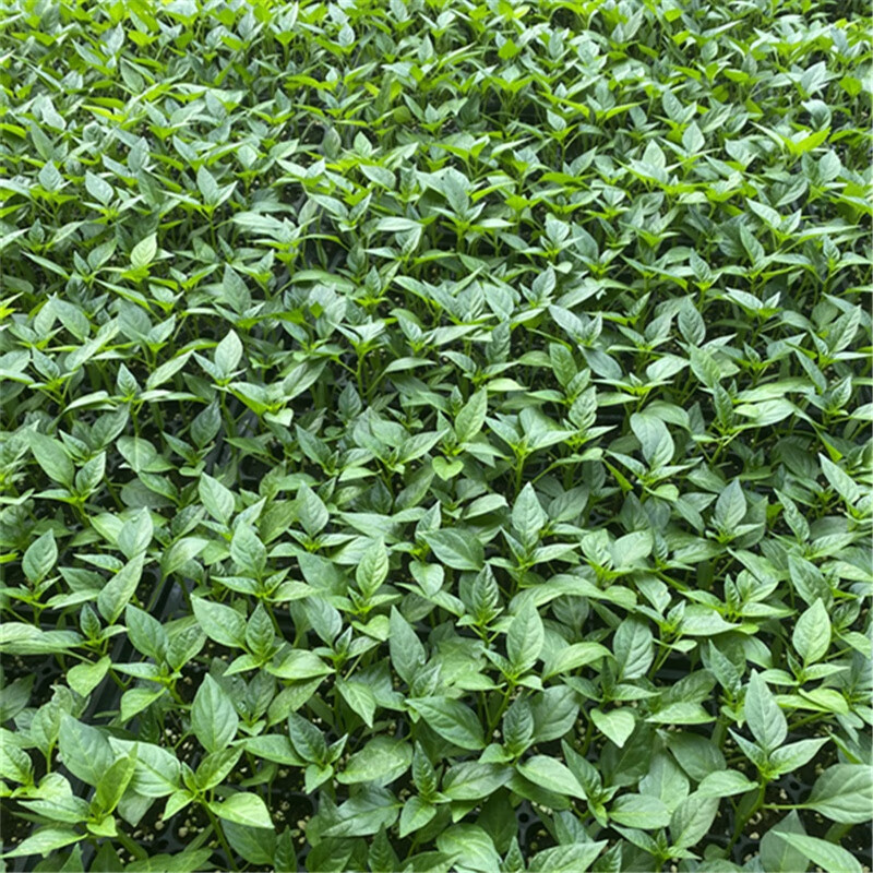 小米椒苗 朝天椒种籽苗 高产彩色簇生新鲜盆栽苗辣椒种子蔬菜苗秧 白