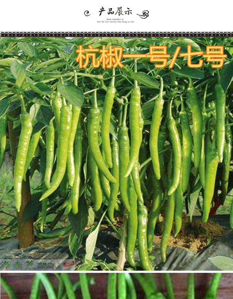 杭椒种子高产线椒种籽辣椒微辣杭椒一号七号尖椒青椒四季蔬菜 杭椒七