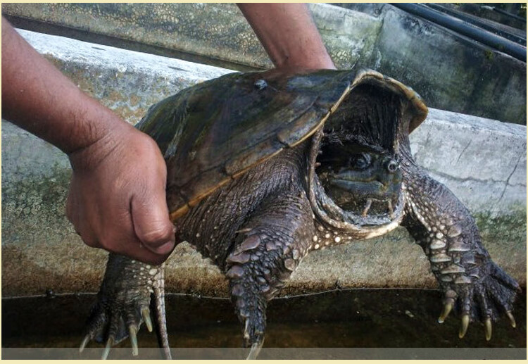 易萌宠物 成体鳄龟北美小鳄龟宠物活体大鳄龟北美小鳄龟 12-13斤