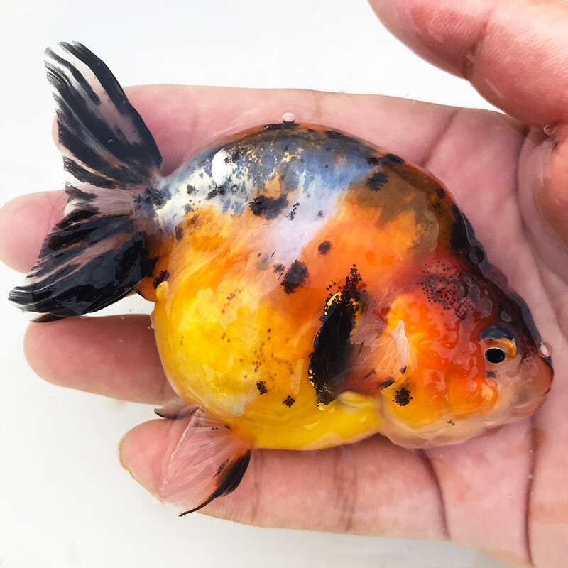 水族宠物鱼 精品金鱼活鱼 大金鱼 小金鱼活体 冷水鱼淡水鱼 大眼金鱼