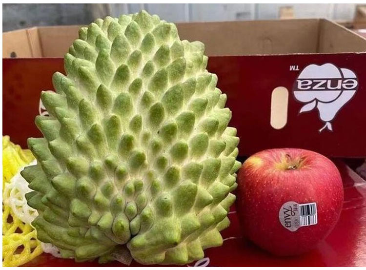 芥圃 新品种 榴莲释迦苗 红皮释迦果苗 释迦嫁接苗 佛陀果苗 南方种植