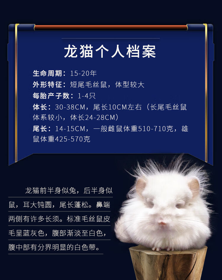 崽活物毛栗鼠米色标灰银斑熊黑粉白奶猫家养 龙猫标灰 公【图片 价格