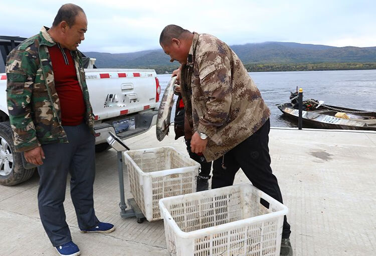 大马哈鱼黑龙江特产抚远洄游新鲜速冻马哈东北整条冷冻大鱼淡水鱼 6.