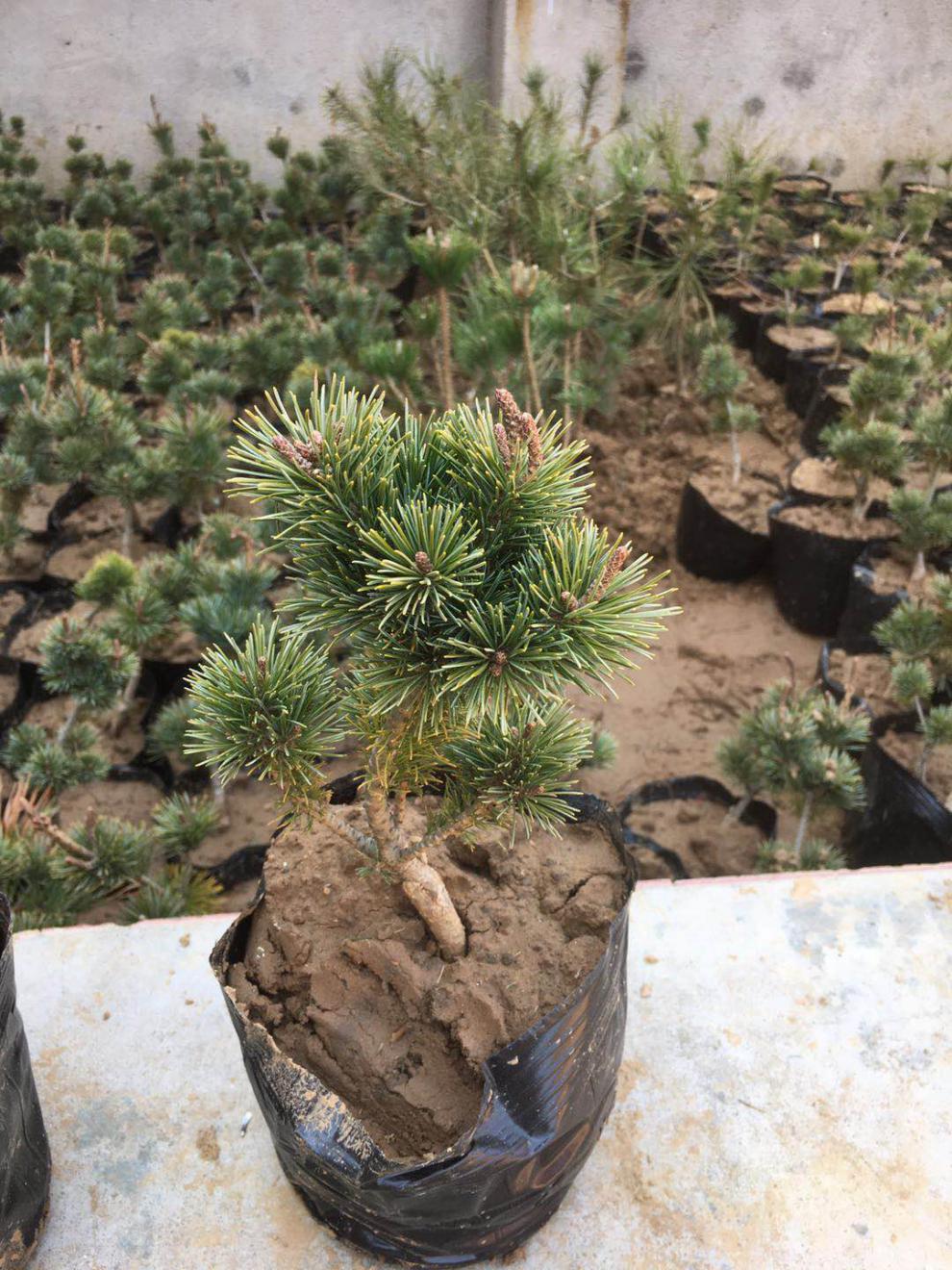 精品日本大阪松小苗五针松盆景树桩造型短针嫁接苗那须娘松树黑松精品