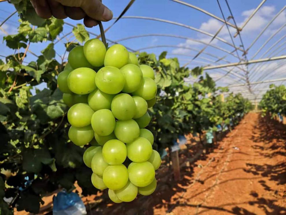 晴王云南建水阳光玫瑰葡萄整串新鲜水果提子香印青提无籽蜜甜绿色2斤