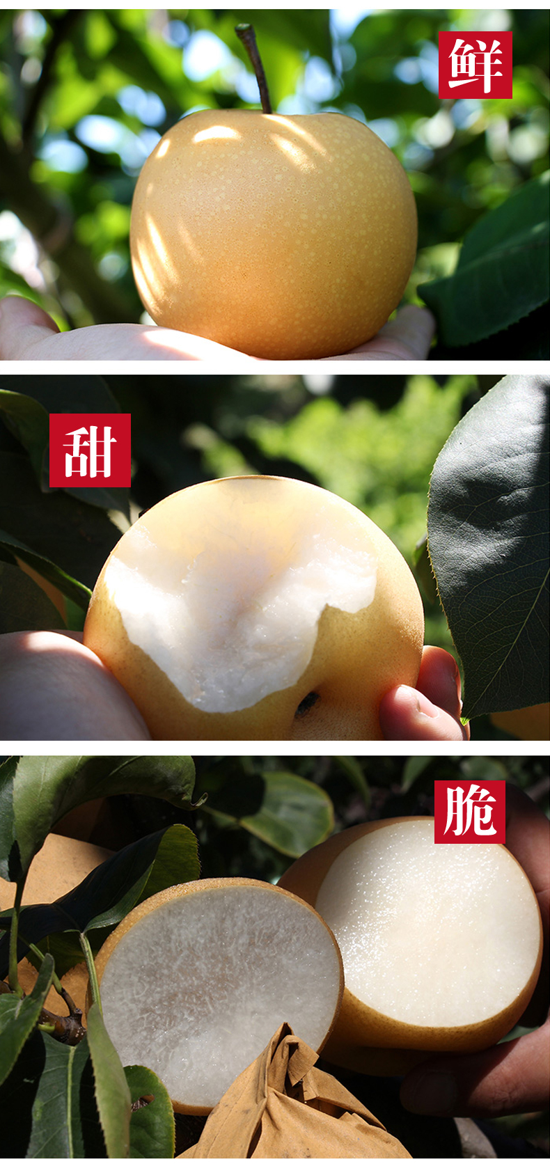 莱阳秋月梨脆甜多汁精品秋月冰糖梨羊脂秋月梨当季新鲜89个礼盒装精选