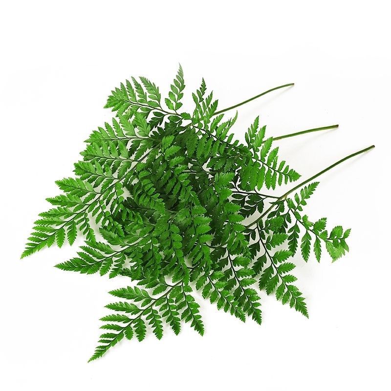 贵妃鲜 新鲜杨子叶 高山羊齿草 芒叶草叶蕨酒店西餐烘焙摆盘装饰花草