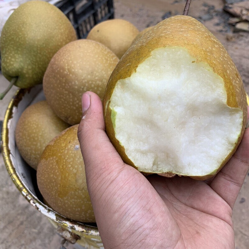 苍溪县雪梨 新鲜施家梨黄皮麻梨 四川广元老品种梨子水果 8斤【图片