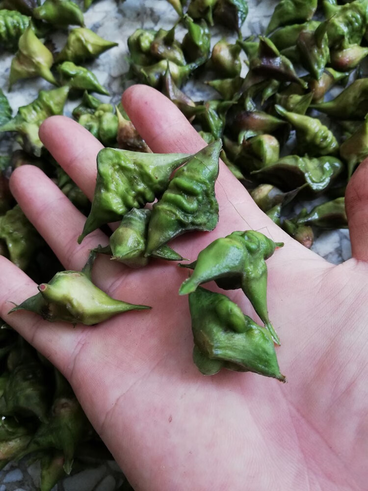味蕾乐 现摘纯野生四角菱角刺菱新鲜老菱角非大菱角洪湖小菱角粉糯