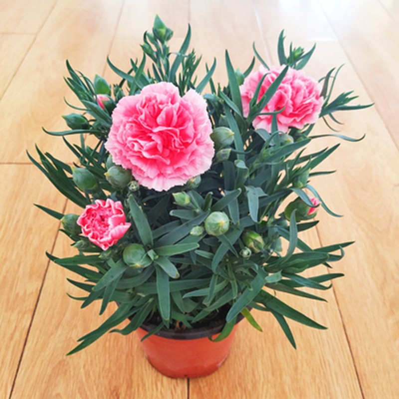 多头康乃馨盆栽带花苞大花四季开花不断室内客厅桌面康乃馨花苗 玫
