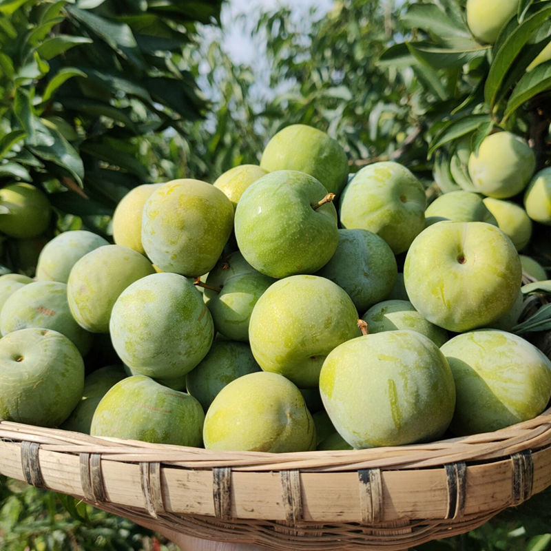 正宗脱骨李青脆李水果酸甜当季新鲜现摘 新鲜水果 坏果包赔 3斤装