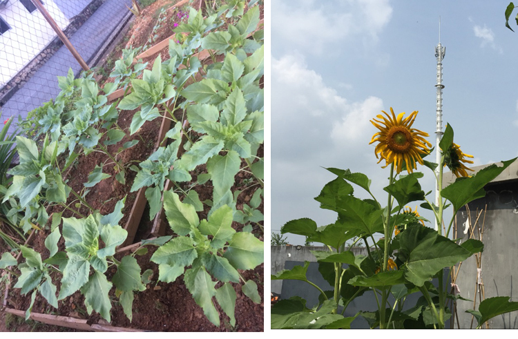 花种子向日葵种子高产瓜子种大粒向日葵种子大型向日葵花籽高产食用