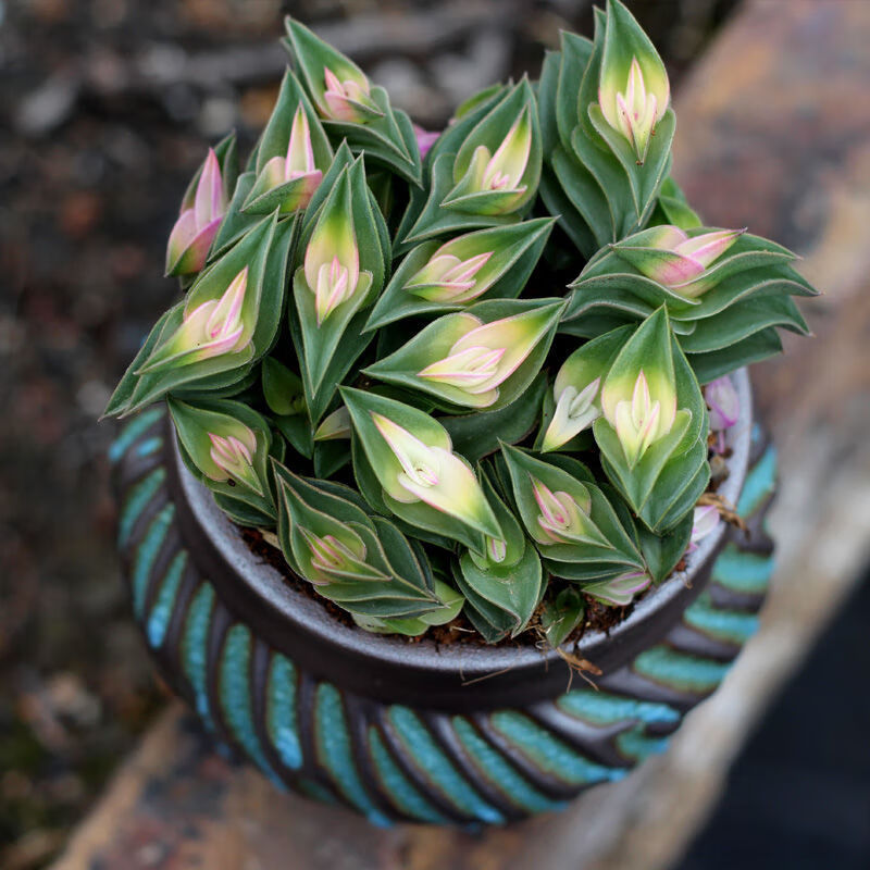 一帆风顺大吉大利多肉植物招财绿植花卉盆栽组合办公室桌面鲜花 一帆