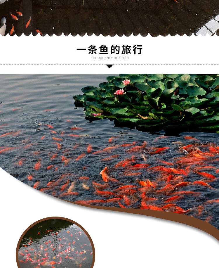 琅河水族观赏鱼金鱼活体兰寿精选淡水鱼活鱼宠物鱼菠萝头兰寿1条68cm