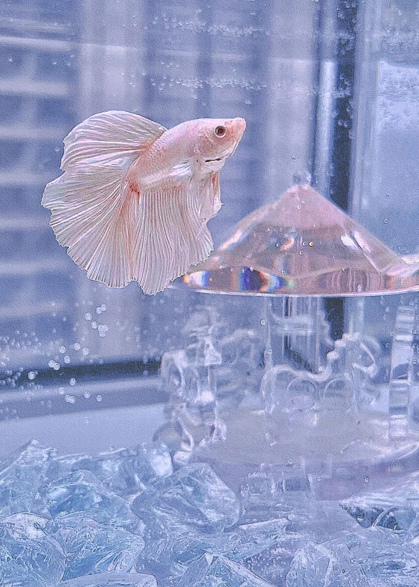 如果池鱼有意识