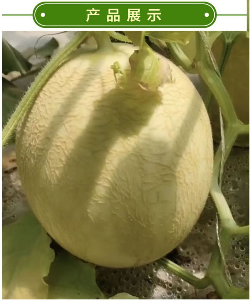万贝农庄甘肃武威民勤沙漠白兰瓜瓜州银蒂蜜瓜新鲜水果西北兰州甜瓜