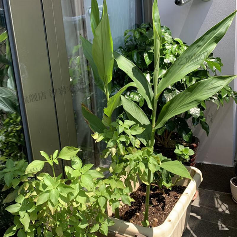 花苗盆栽姜花种头野姜花蝴蝶百合花盆 裸根不带土 姜花基地量大批发大