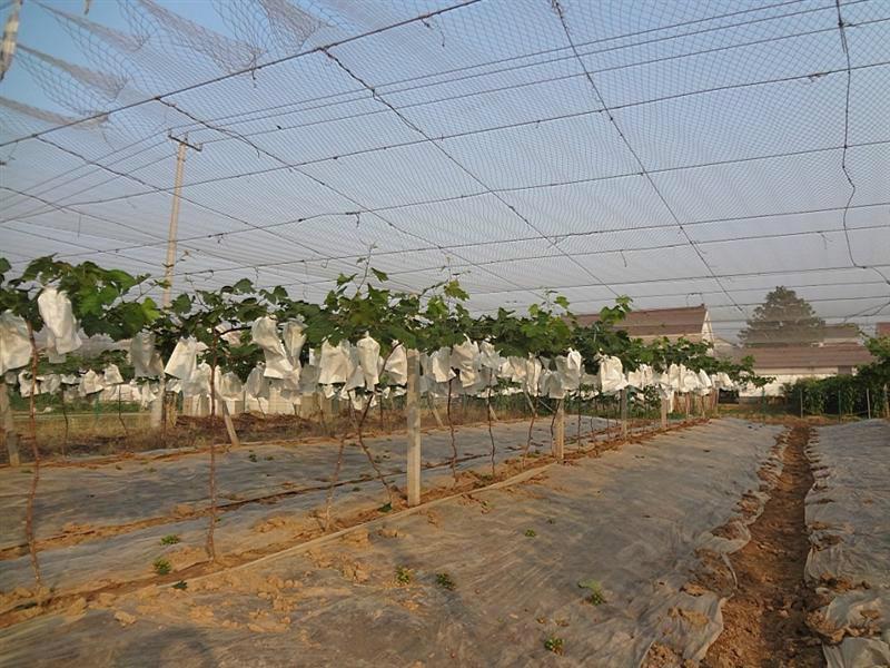 防鸟网 果园防鸟网 果树防鸟网尼龙网葡萄网 防护网 称重按斤卖 5米宽