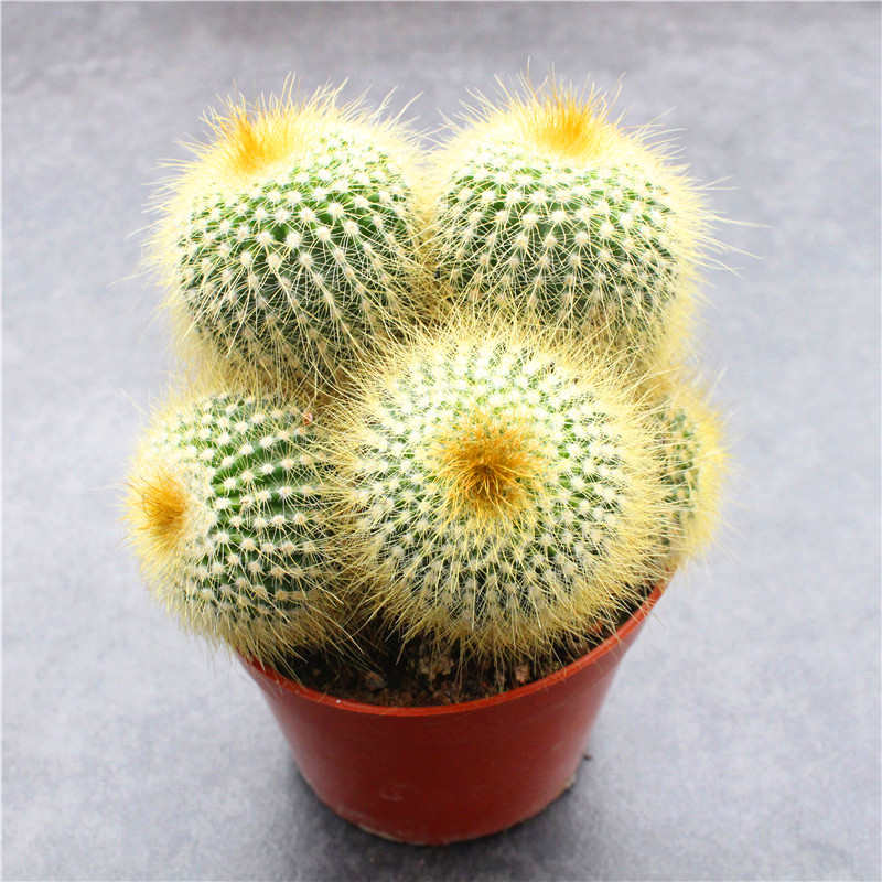 群生仙人球组合多头紫丽丸新手套餐办公室小盆栽防辐射开花大植物