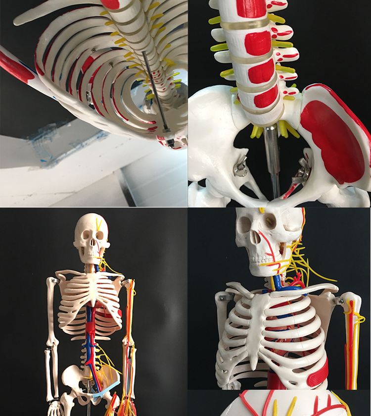 质量上乘人体人的骨骼骨架模型教学骷髅架子模型全身170cm附神经透明