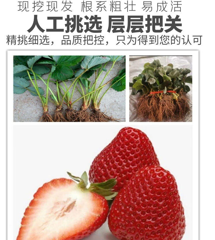 豐香草莓苗 10棵壯苗 肥料 盆(西瓜種子)【圖片 價格 品牌 報價】