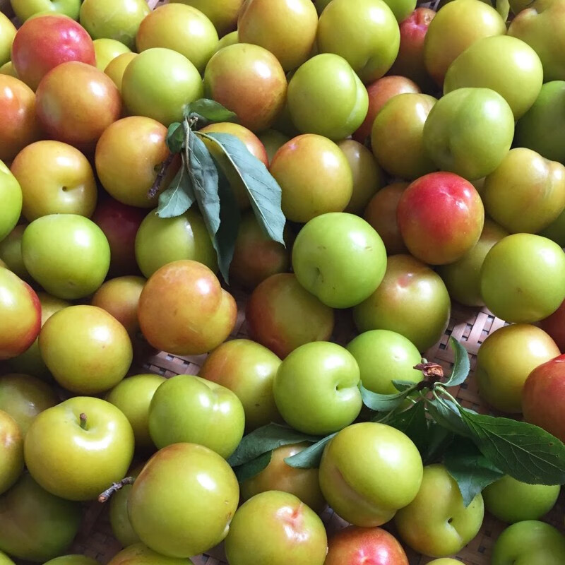 新鲜青李子三月李珍珠李酸李子水果三华李苦李子小李子500g【图片