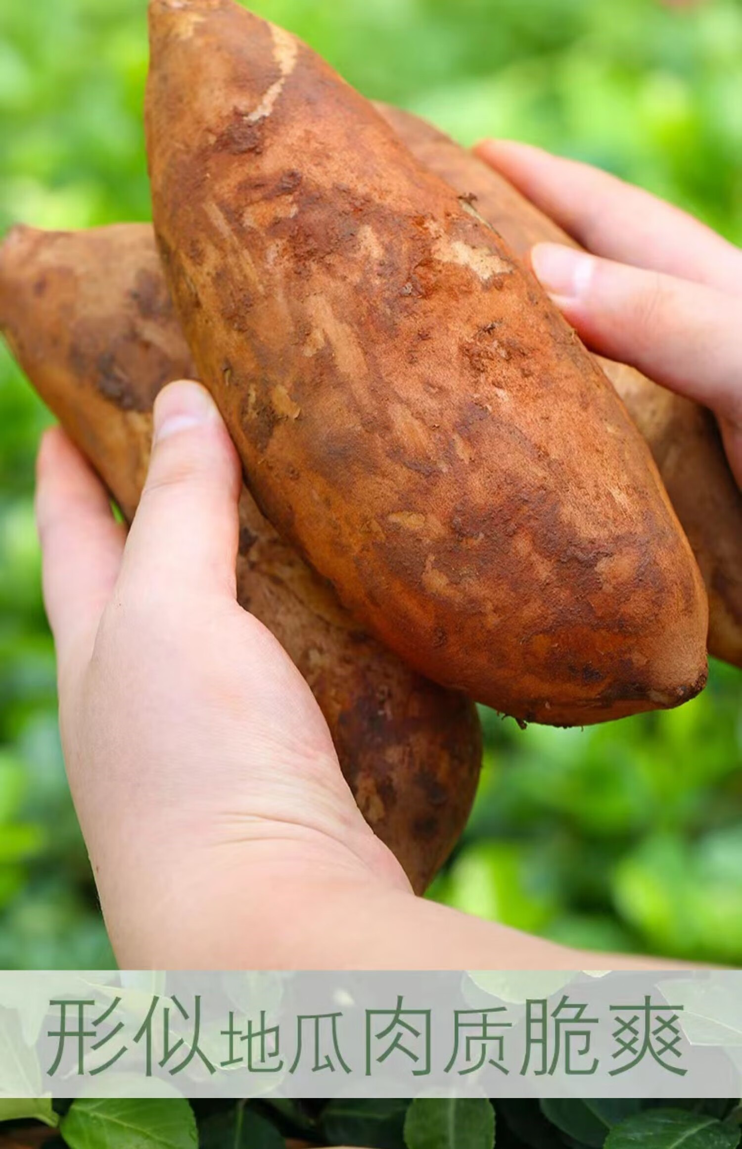 顺丰云南天山雪莲果新鲜红心特级10斤大果店应季水果 9斤 大长果个大