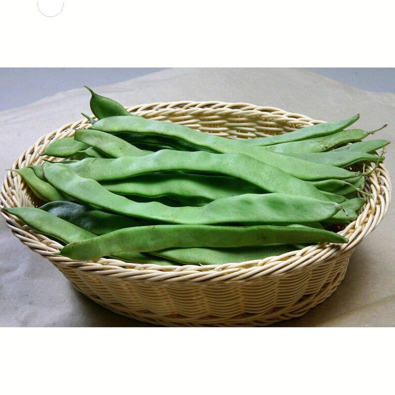 民汇园四季蔬菜大田蔬菜绿龙架豆种子架豆王四季豆芸豆豆角白四季豆