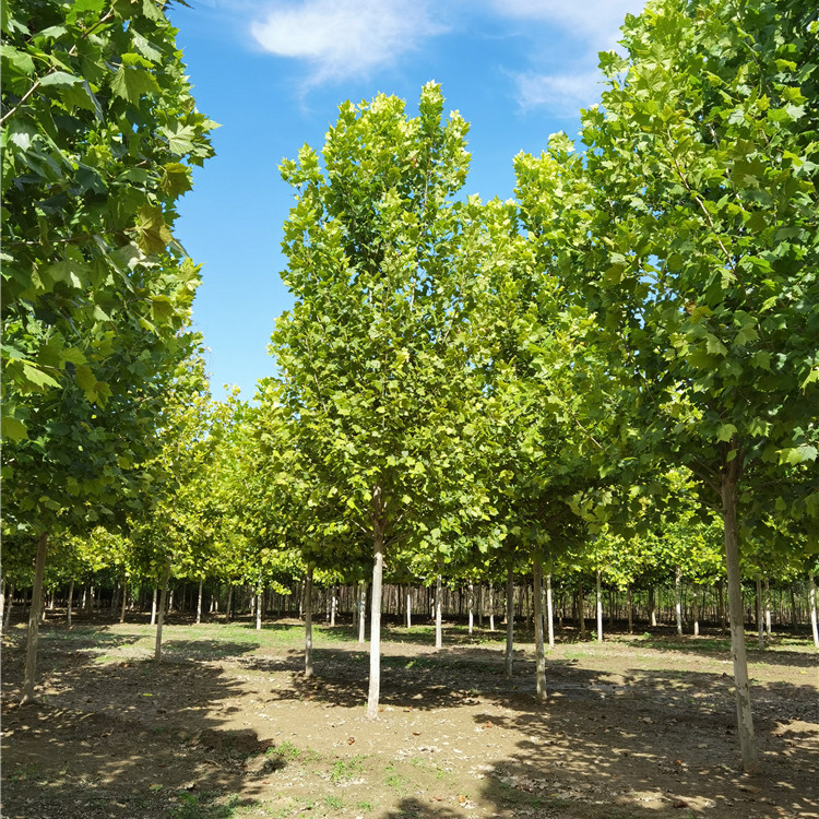 法国梧桐树悬铃木树苗大树庭院风景行道园林绿化苗木中国青桐法桐