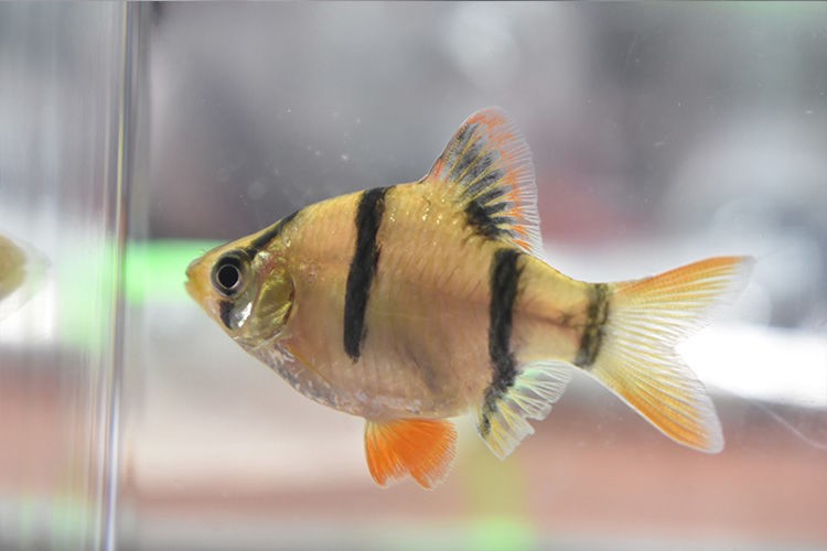 易萌 虎皮鱼活体小型热带观赏鱼混养群游鱼好养易活淡水鱼活鱼 虎皮鱼