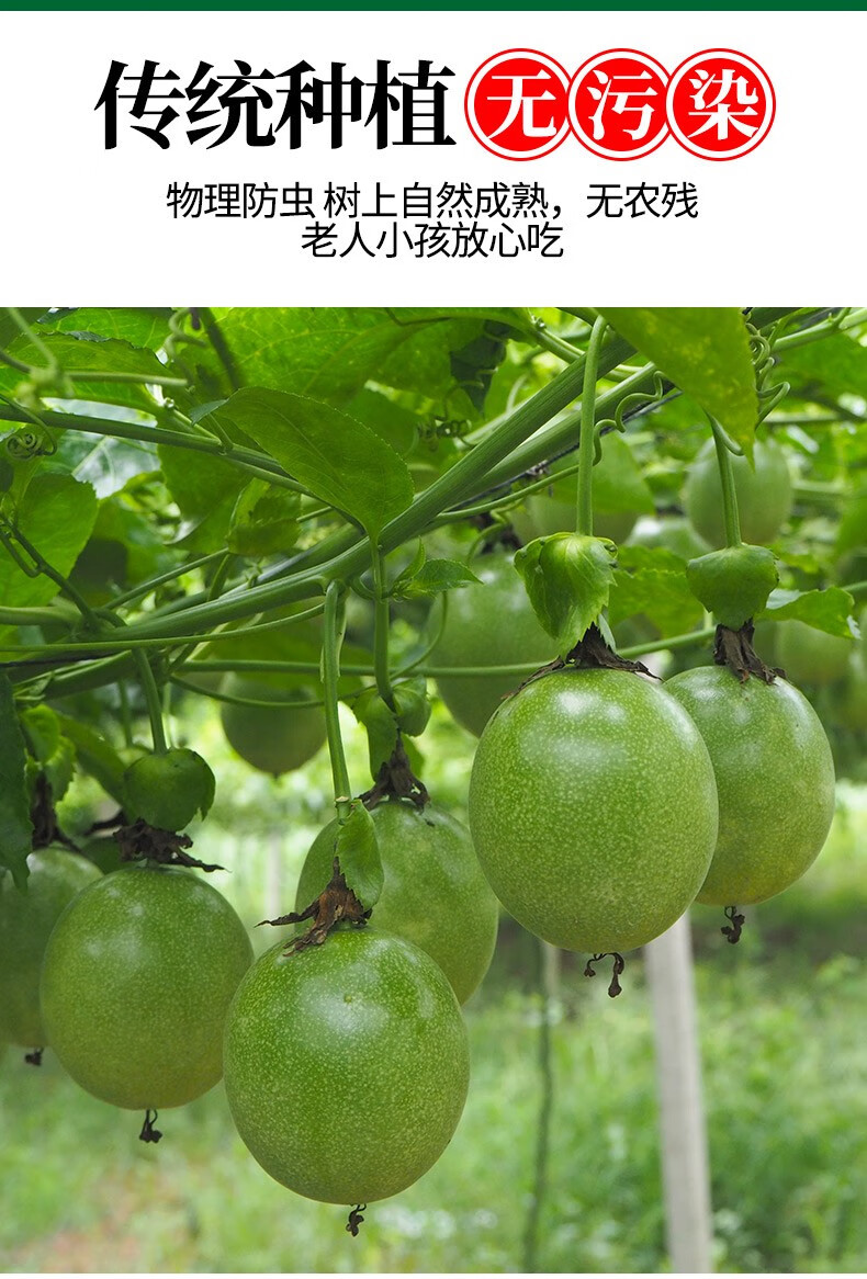 媚调海南现摘钦蜜9号黄金百香果新鲜一级特大果5斤冲饮奶茶选a 纯甜果
