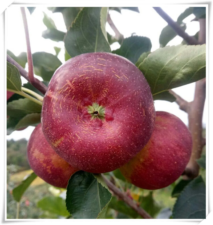 【一级大果】东北龙丰果吉林大秋海棠果新鲜现摘脆甜糖心小苹果沙果装