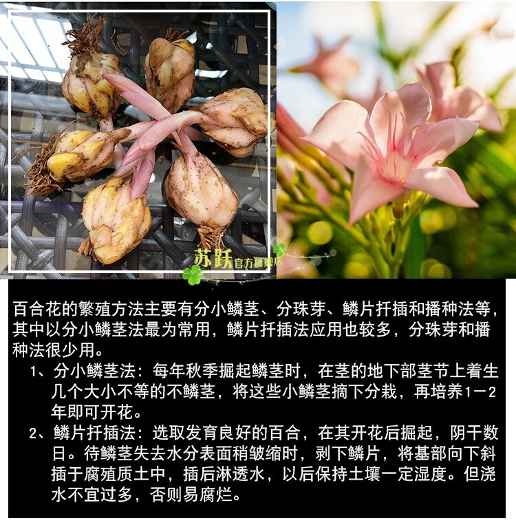 仟草集园艺旗舰店商品编号:60149972774商品名称:仟草集风信子 百合花