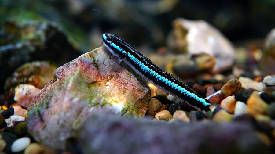 ajaj【天热可发 包活到手】电光枝牙虾虎鱼 蓝面 温和淡水除藻鱼 小号