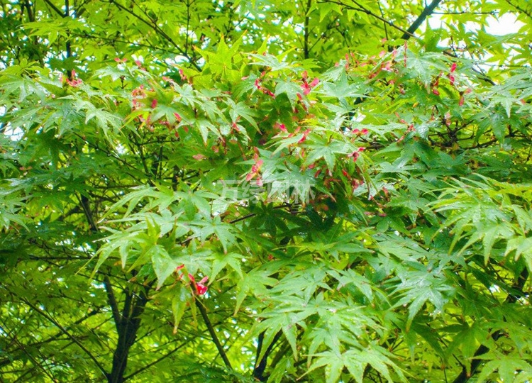 園林綠化苗庭院植物花卉紅楓苗小葉雞爪槭苗雞爪楓苗風景樹苗雞爪槭6