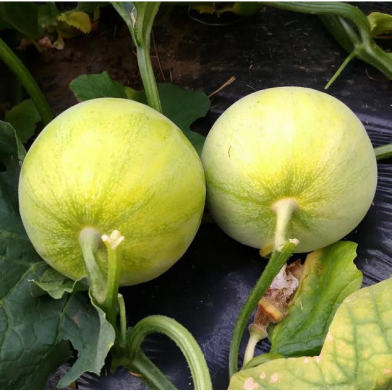 甜瓜山东海阳蜜宝王新鲜水果甜瓜孕妇时令水果香瓜来阳西马连庄 3斤