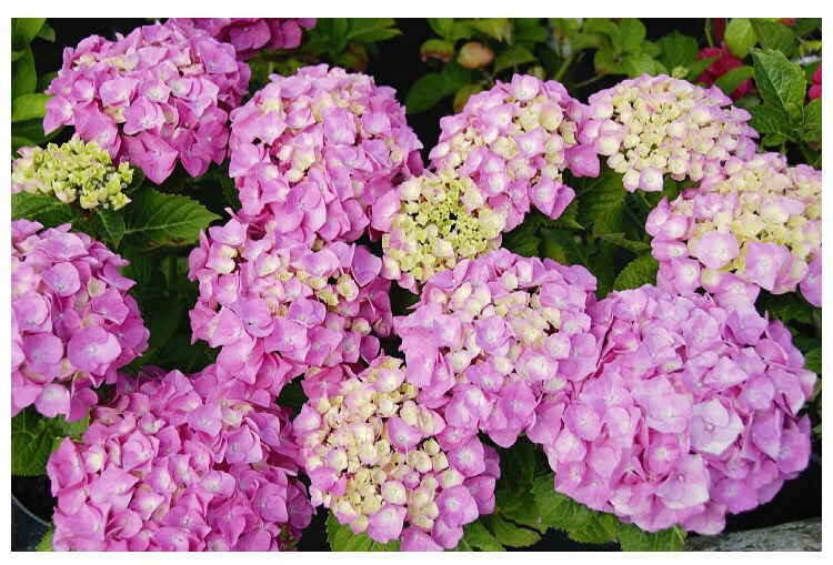 云南绣球花老桩花苗盆栽阳台庭院无尽夏变色大苗耐寒四季开花 烈焰