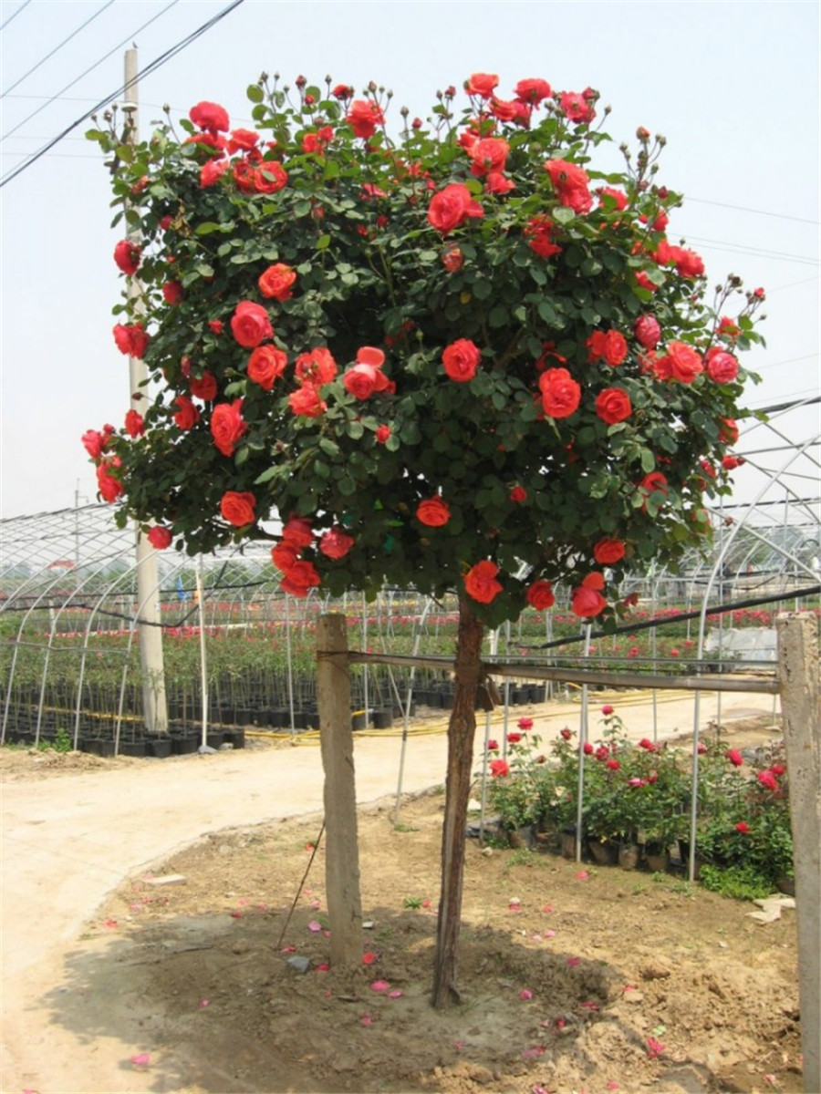 綠植花卉高杆樹形樹樁樹狀大花雙色月季花苗玫瑰樹苗紫羅蘭約5釐米粗