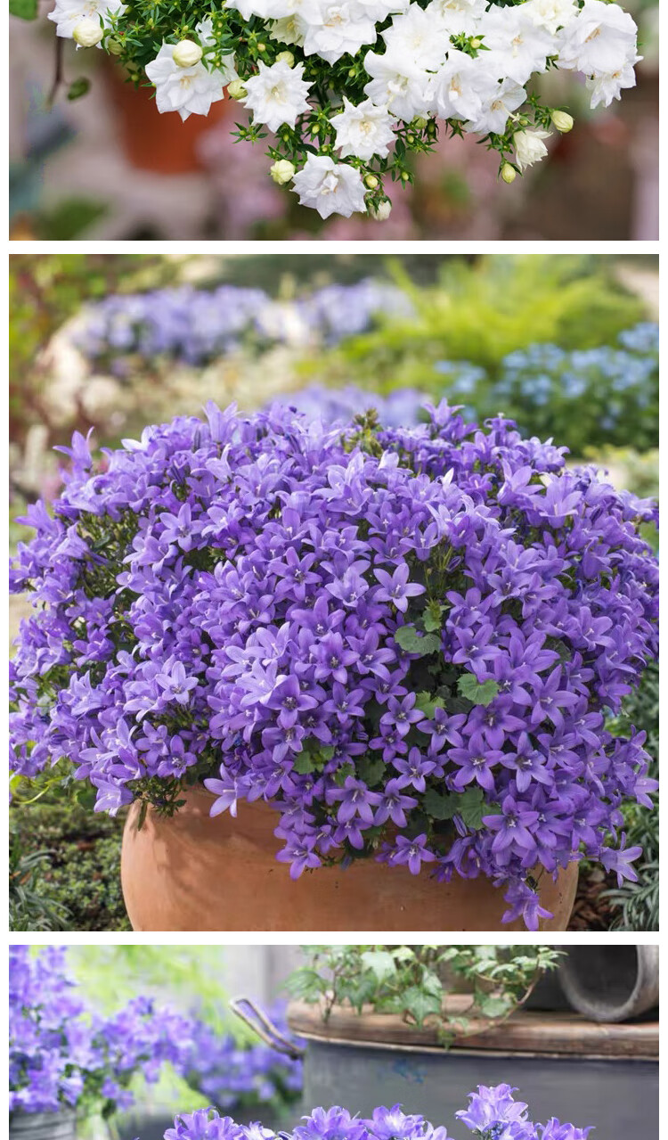 卡庭森丹麦重瓣风铃草盆栽开花植物室内阳台花卉四季好养活花苗鲜花