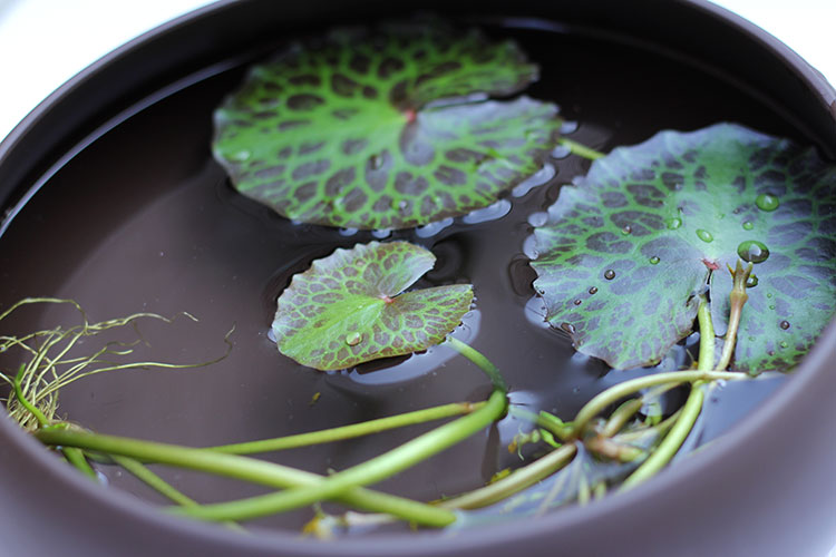 龟背荇菜鱼缸浮萍水草活体植物浮性净化水质微景观水族箱满 龟背荇菜1