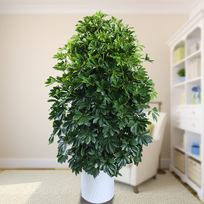 室内大型客厅办公盆栽花卉八方来财鸭脚木鸭掌木观叶植物招财树801m鸭