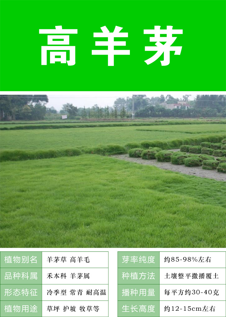 绿园花开 草坪种子绿化草籽四季常青庭院护坡固土草种籽草子黑麦草