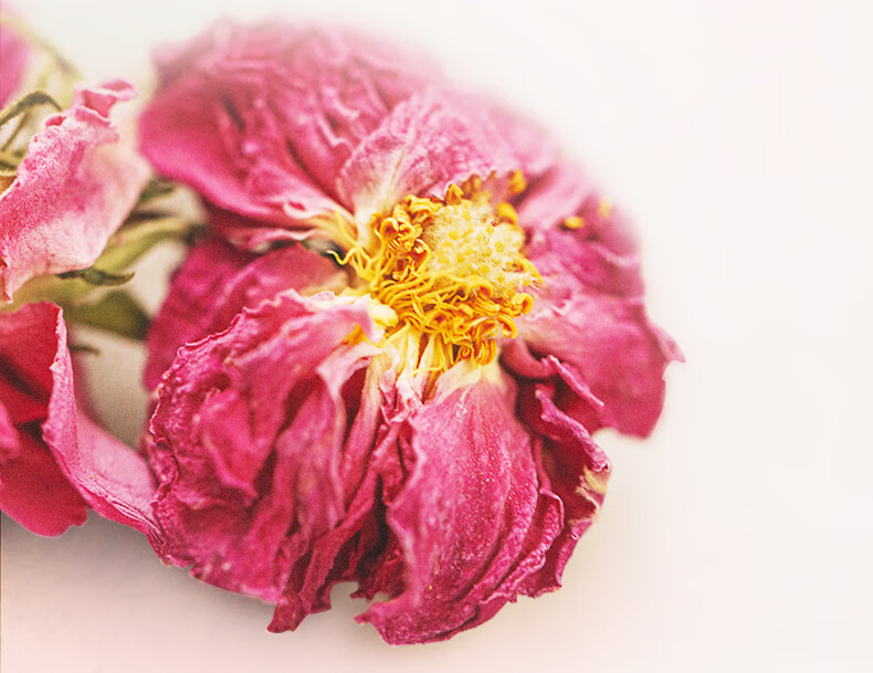 羽心堂 玫瑰花茶 30g 凡多姆玫瑰花冠王大朵玫瑰花干泡茶罐装花茶