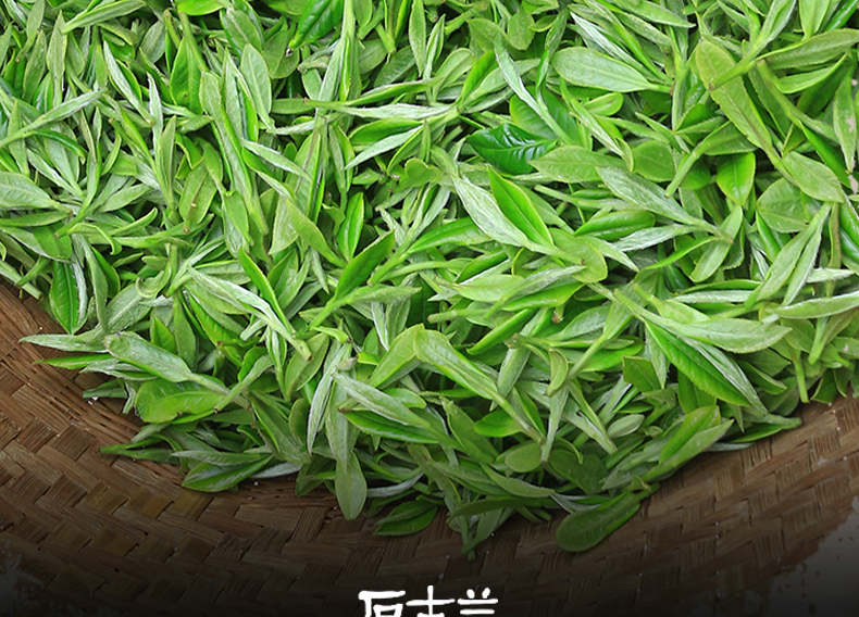 石古兰老枞银针福鼎大白茶明前柘荣高山春茶白毫银针散茶盒装 100克