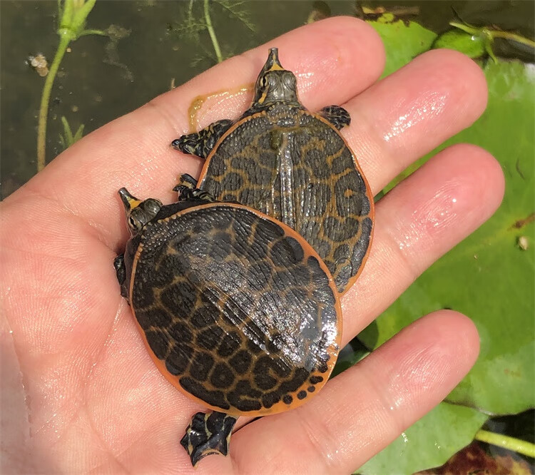 美国珍珠鳖活体乌龟活物观赏鳖甲鱼苗清道夫吃鱼屎深水龟鱼缸混养