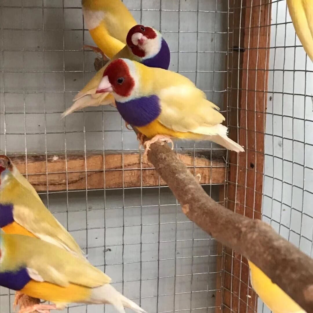 宠物鸟五彩鸟手玩鸟小鸟普彩金背蓝背七彩鸟活物 金贝公一只【图片