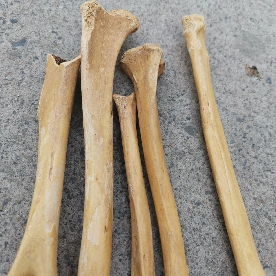 北京同仁堂原料 中药材生狗骨头 狗骨头 药用狗骨 狗骨头狗骨250克