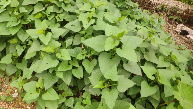 食叶型红薯苗 地瓜叶种苗藤 福薯18号番薯吃叶子山芋苗蔬菜 台农71食