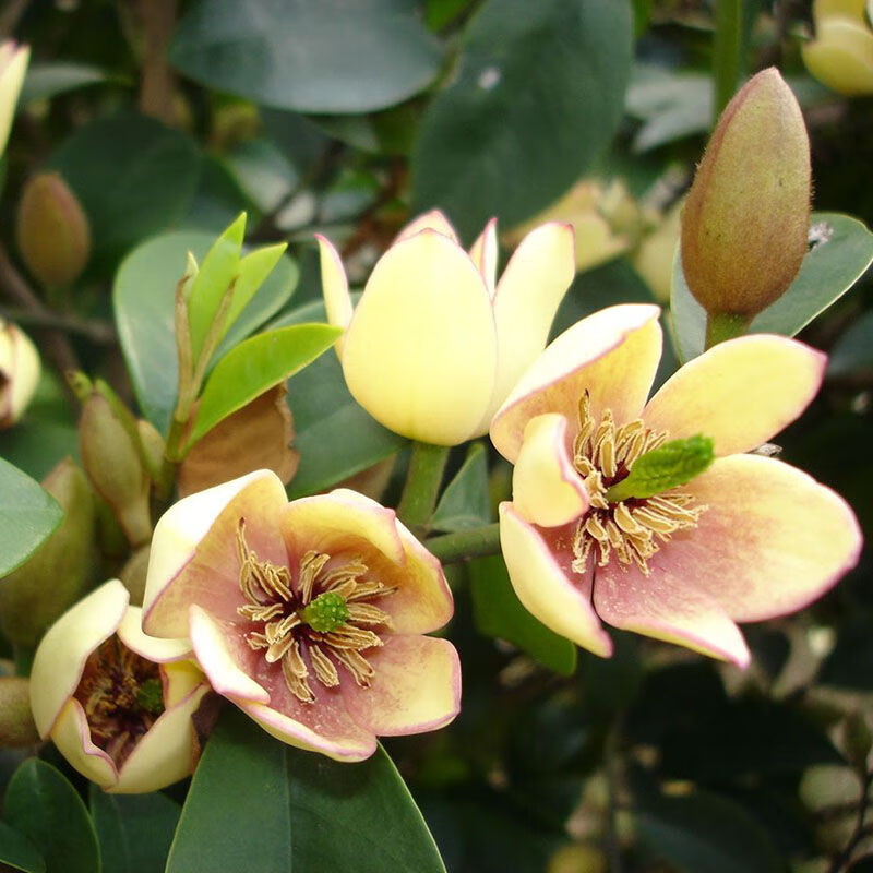 品种:含笑适用空间:阳台商品产地:中国大陆商品毛重:100.